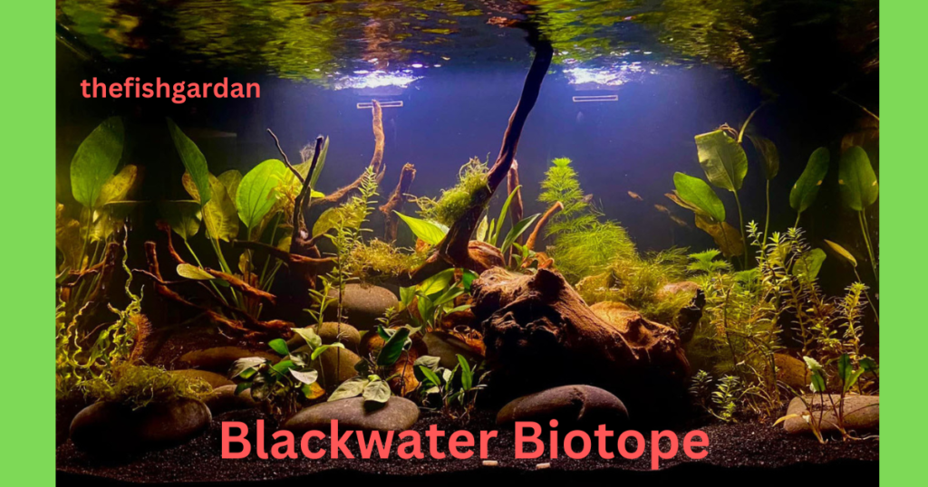 Blackwater Biotope