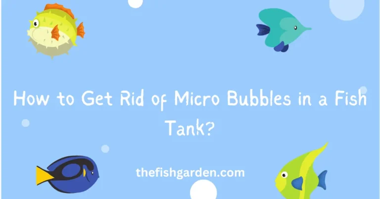 How to Get Rid of Micro Bubbles in a Fish Tank?