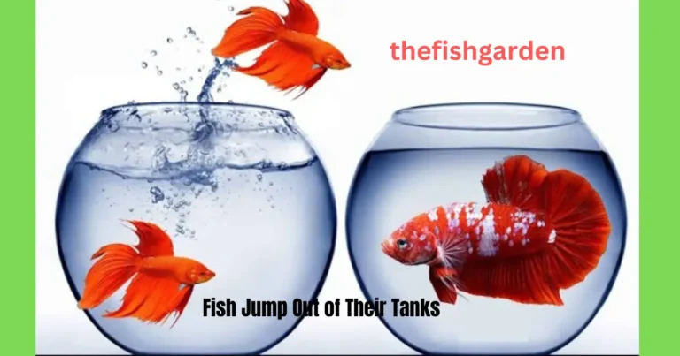 Fish Jump Out of Their Tanks