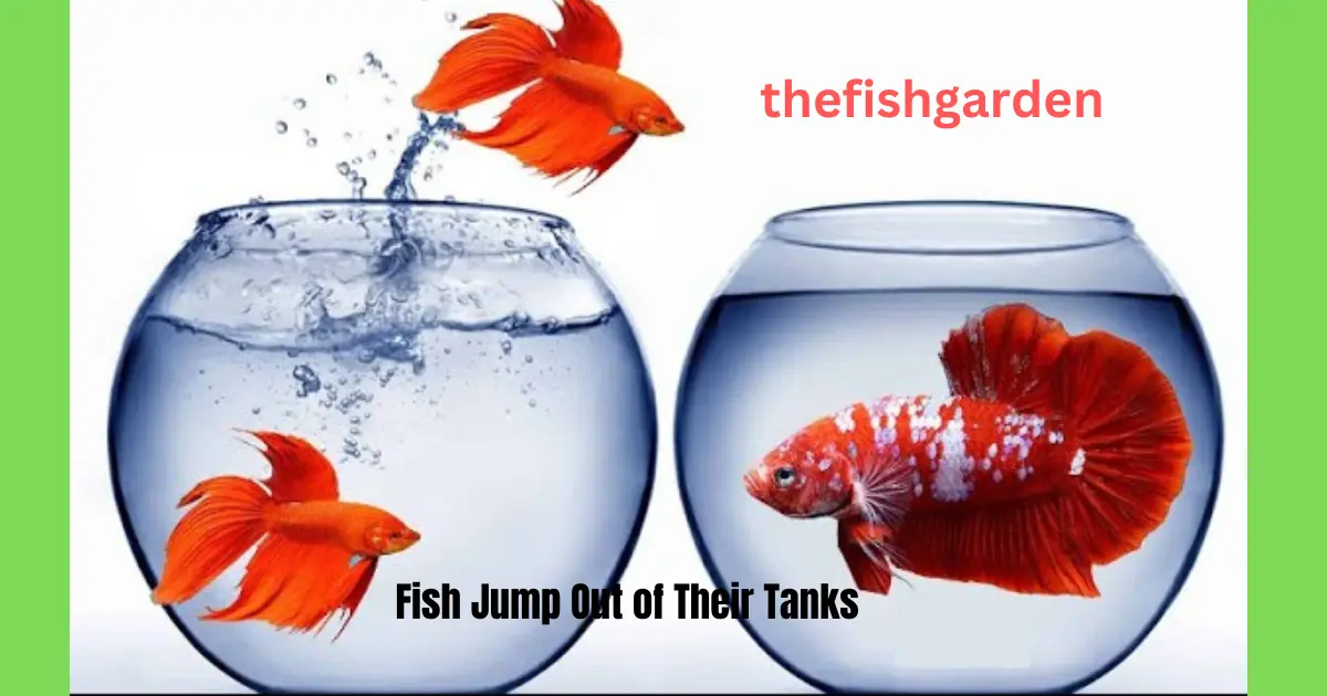 Fish Jump Out of Their Tanks