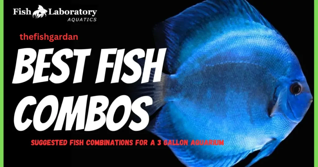 Suggested Fish Combinations for a 3 Gallon Aquarium