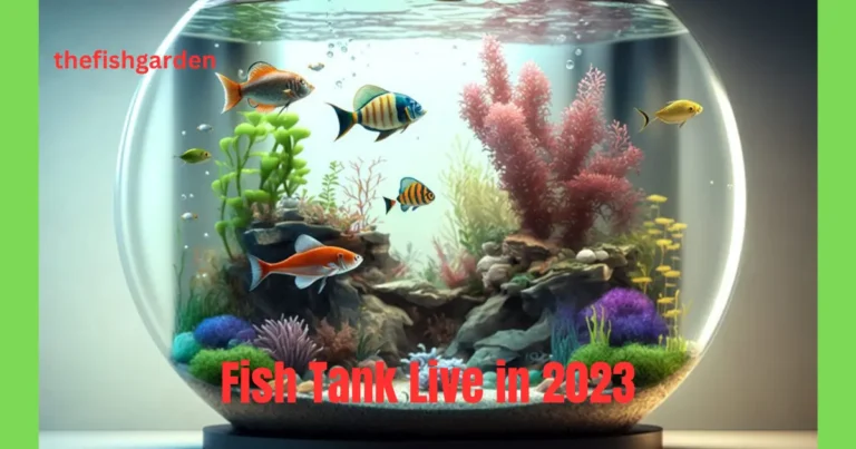 Fish Tank Live in 2023