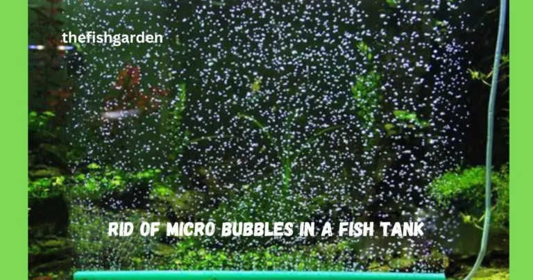 Micro Bubbles in a Fish Tank