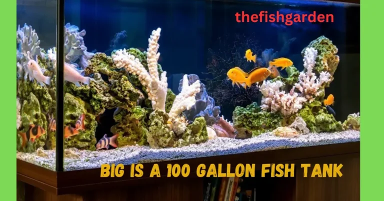 100 Gallon Fish Tank