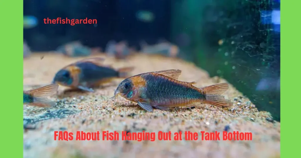FAQs About Fish Hanging Out at the Tank Bottom