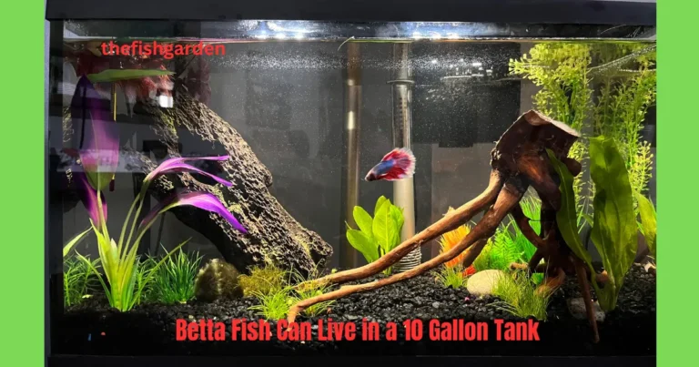 Betta Fish Can Live in a 10 Gallon Tank