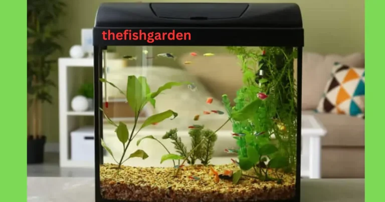 Fish Can Be in a 5 Gallon Tank