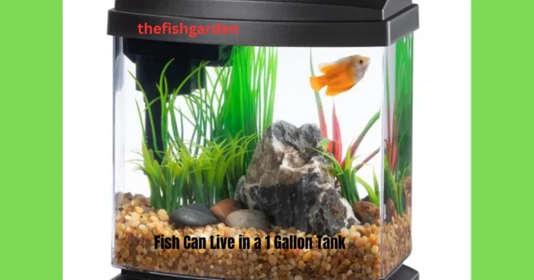 Fish Can Live in a 1 Gallon Tank
