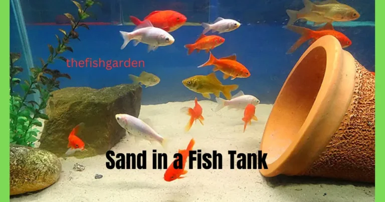 Sand in a Fish Tank