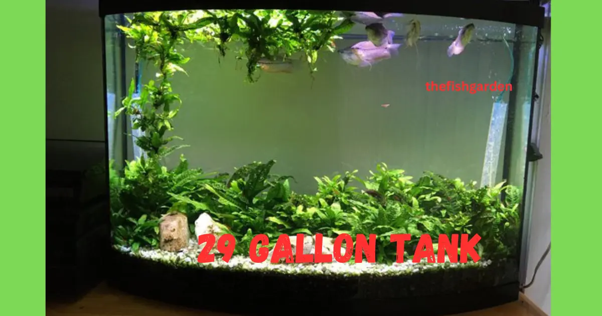 29 Gallon Tank