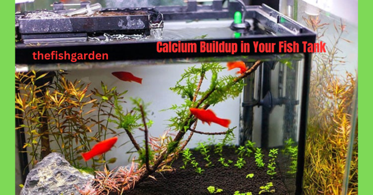 Calcium Buildup in Your Fish Tank