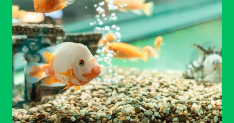Fish Tank Bubbles