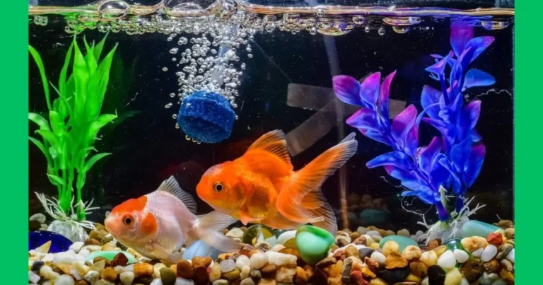 Bubbler in a Fish Tank