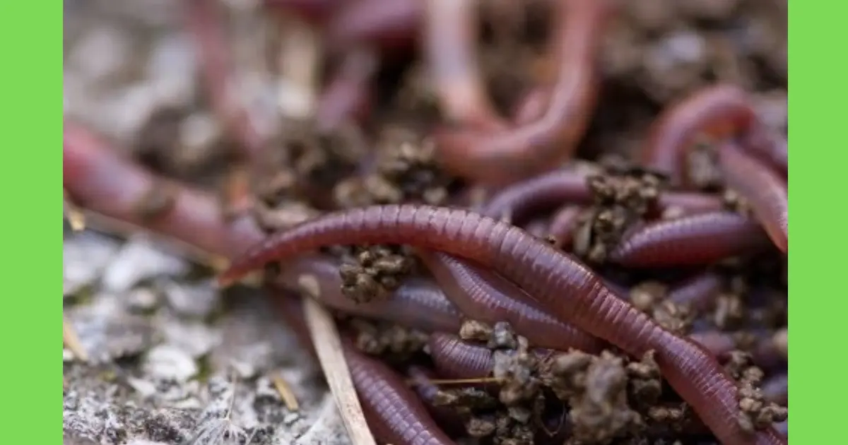 Using Fishing Worms in Your Garden